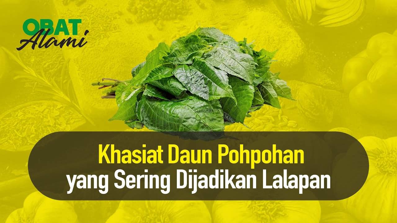 DAUN POHPOHAN TUMBUHAN LIAR KAYA MANFAAT