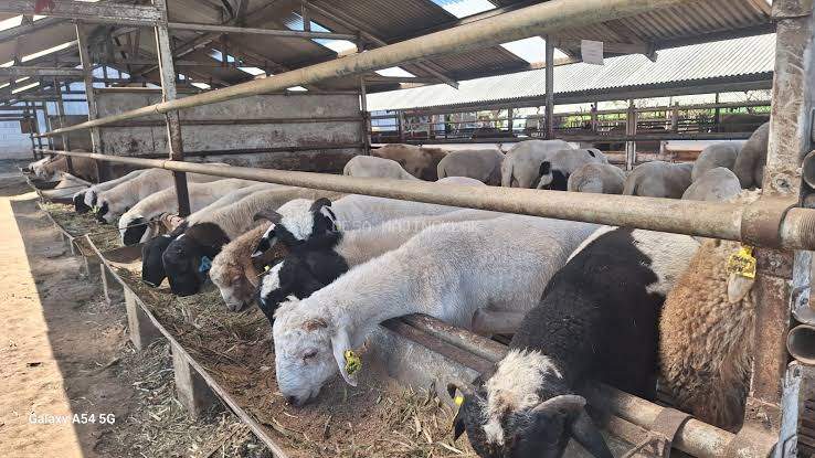 CARA MEMBUAT PAKAN KAMBING FERMENTASI KERING UNTUK PEMULA